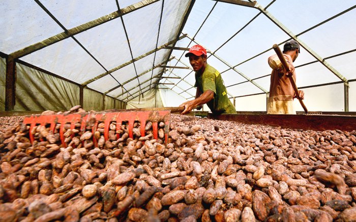 Cacao Orgánico